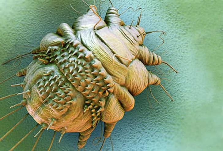 parasite