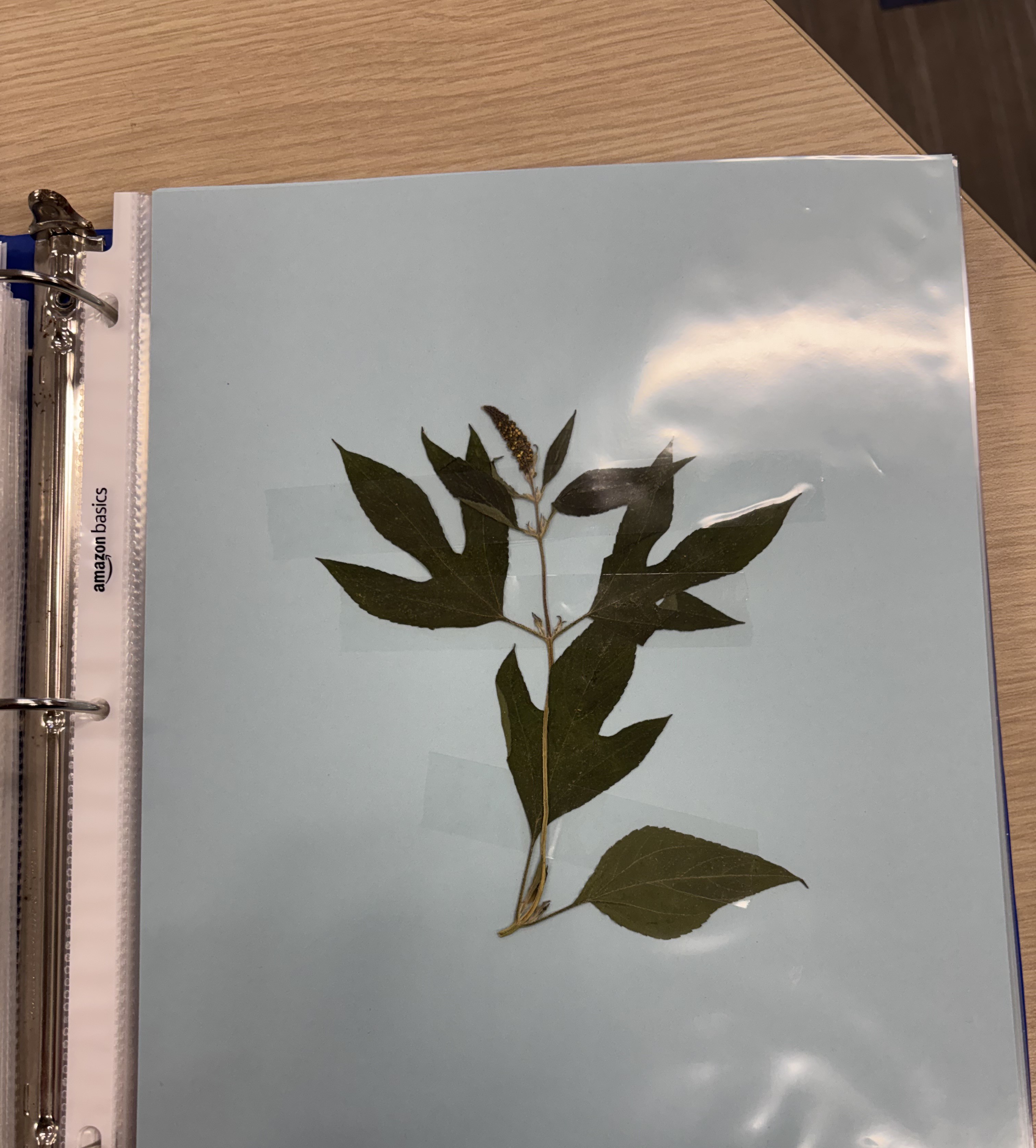 <p>Plant</p>