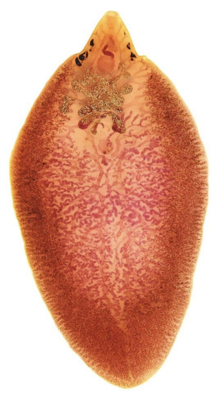 <p>name this species? </p>