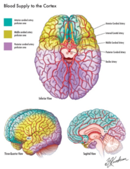 <p>Which artery can be compressed in subfalcine herniation?</p>