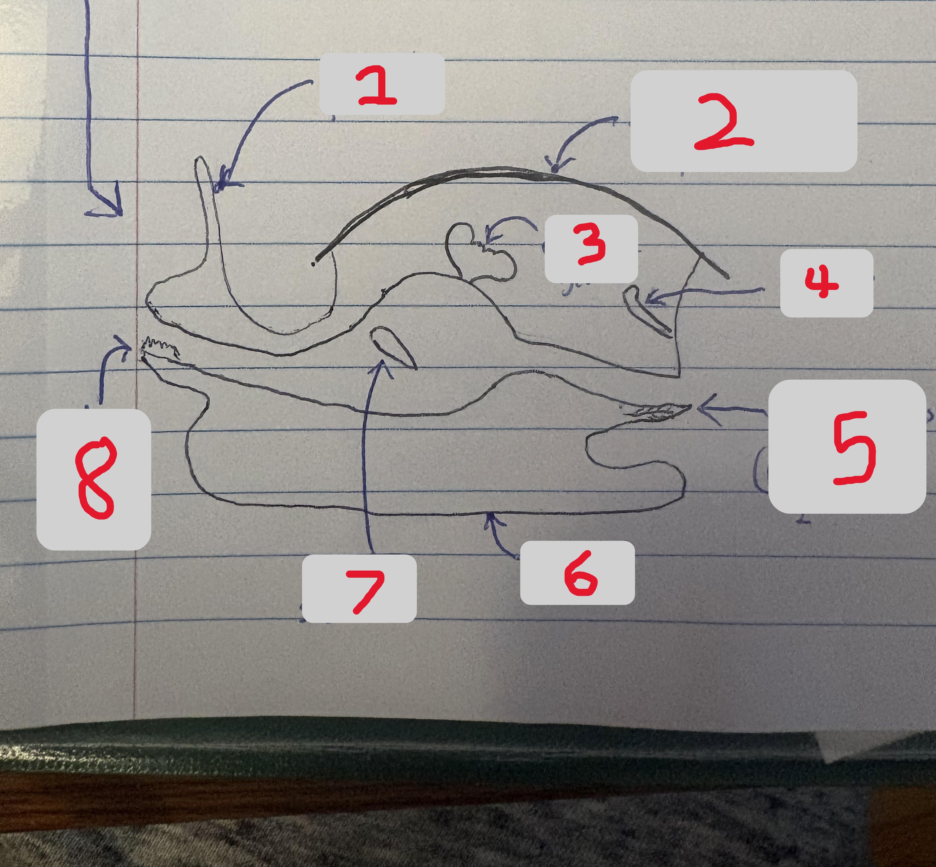 <p>What part of this ancestral mollusk is labeled 2?</p>