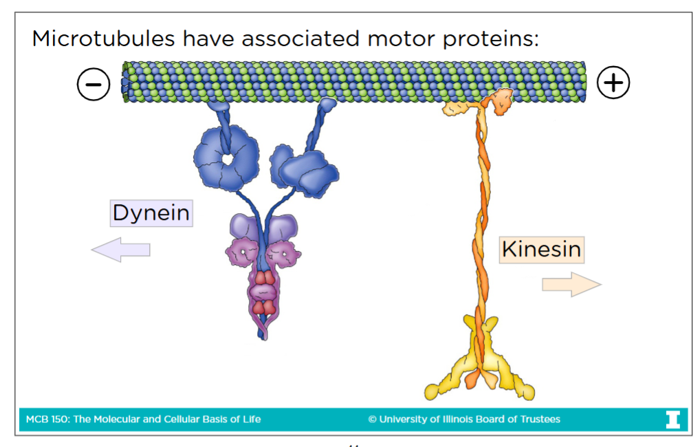 <p>-Microtubules have plus end and minus end (no BARBED end or POINTED end like in actin filaments)</p><p><strong>-Dynein</strong> is a motor protein of micrtubules that goes toward the<strong> minus end</strong></p><p><strong>-Kinesin </strong>is a motor protein of microtubules that goes toward the<strong> plus end</strong><br><br><strong>Note: Myosin</strong> is ONLY a motor protein within actin filaments<br><strong>BUT </strong>for the purposes of MCB 150, dyneins &amp; kinesins essentially work the same as myosin</p>