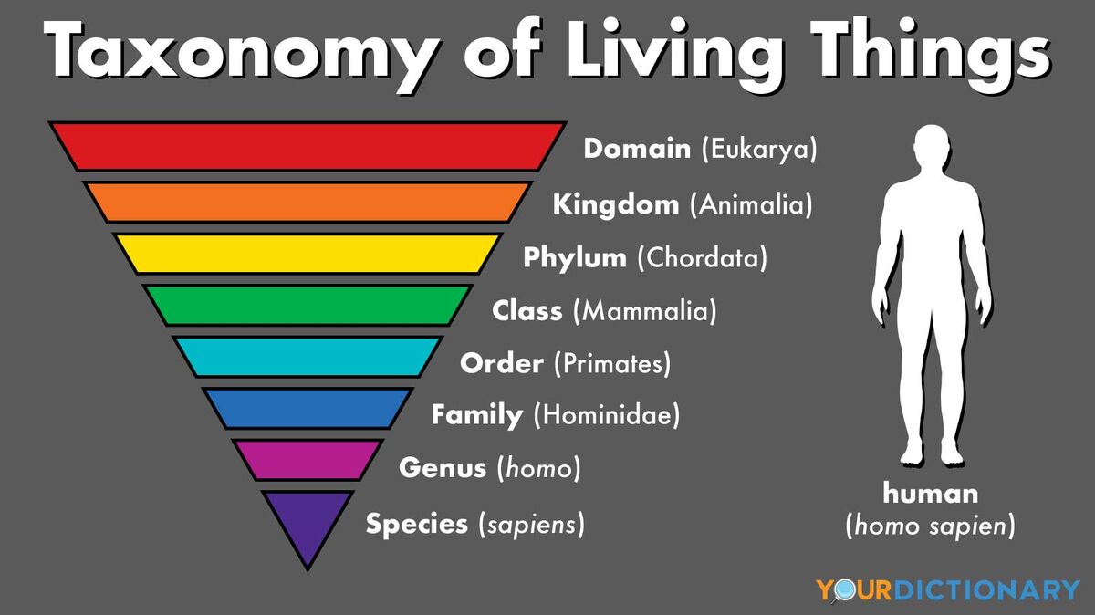 <p>taxonomy</p><p><span>The taxonomy of celestial bodies is complex and evolving.</span></p>