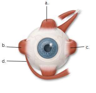 <p>Muscles that move the Eye</p>