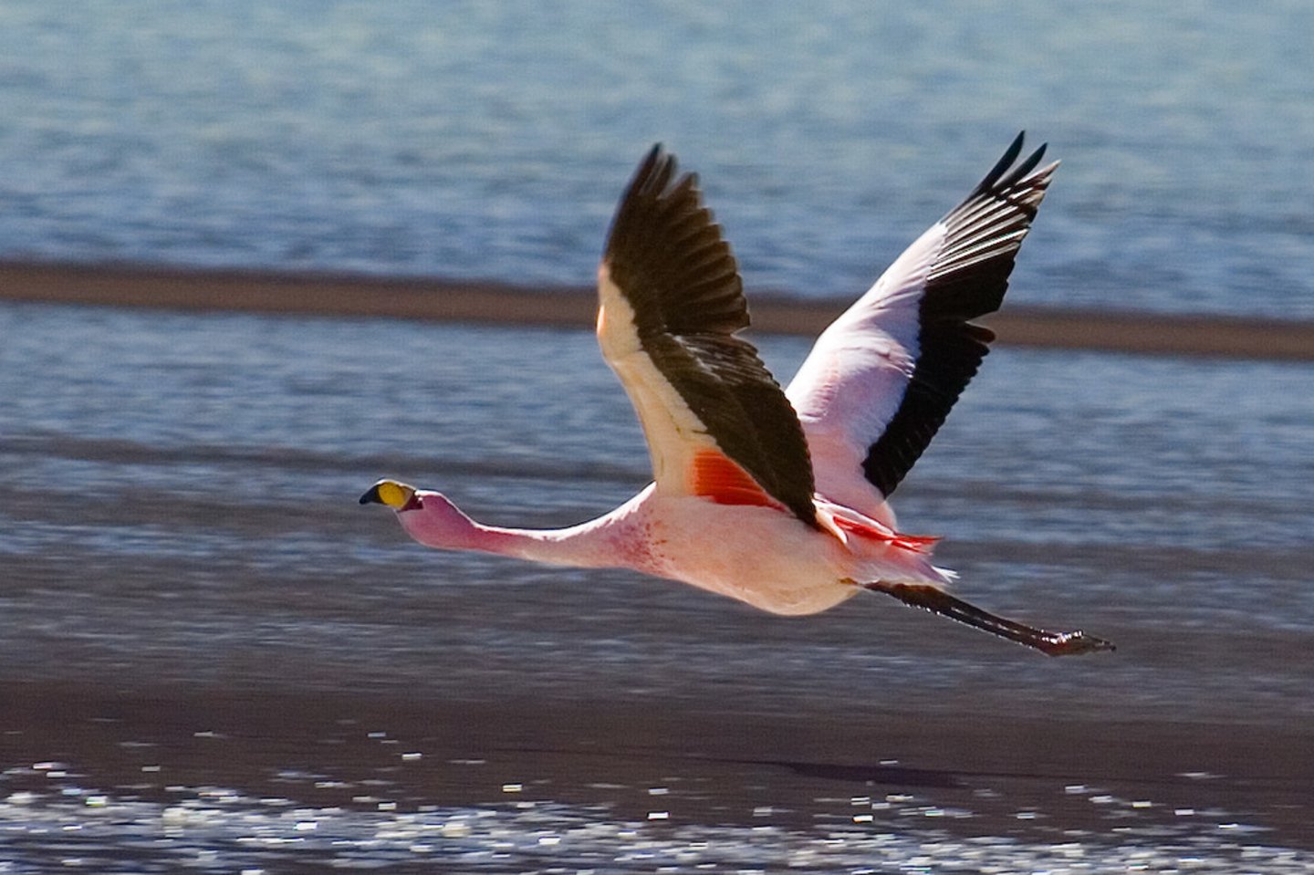 <p>fly</p>