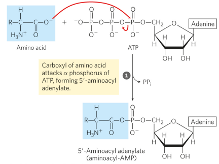 <p>step 1 forms the enzyme-bound intermediate, aminoacyl adenylate (aminoacyl-AMP)</p>