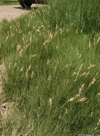 <p>Saltgrass</p>