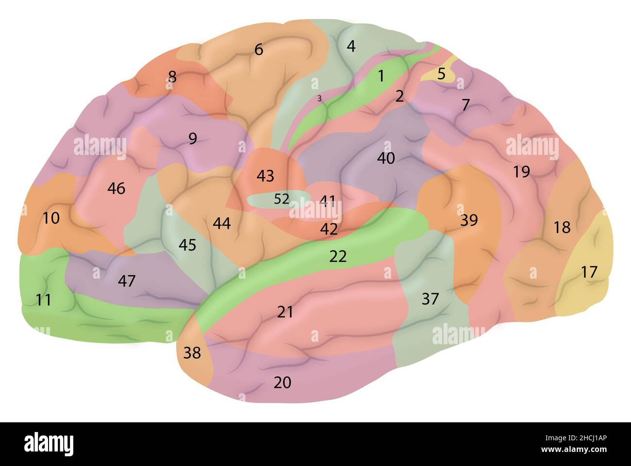 <p>Brodmann Area 21</p>