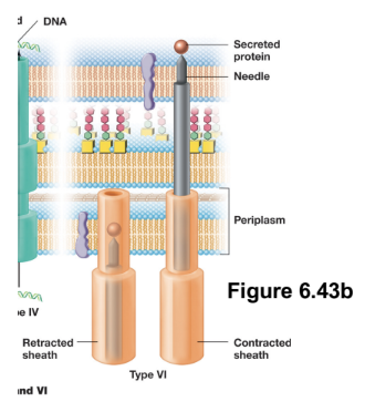 <ul><li><p>Deliver proteins directly from the bacterial cytosol into the cytosol of a a target cell (can be either prokaryotic or eukaryotic)</p></li><li><p>Structurally, it resembles an inverted bacteriophage tail, and functions as a T4 phage-like injection system powered by ATP</p></li><li><p>Upon contact with a target cell, a contractile sheath undergoes rapid conformational change, driving a rigid inner spike through the target cell membrane and creating a pore for exoproteins</p></li><li><p>T6SS is primarily involved in interbacterial competition (“microbial warfare”)</p></li></ul><p></p>