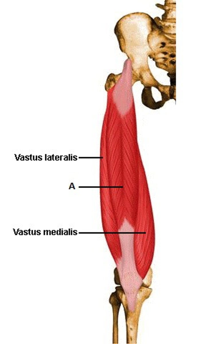 <p>Origin: Ilium and femur</p><p>Insertion: patellar ligament</p><p>Action: extends leg and flexes thigh</p>