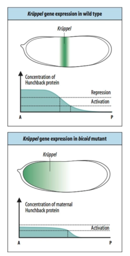 <p>bicoid mutation partially inhibits hunchback</p><ul><li><p>low hunchback → kruppel</p></li></ul><p>kruppel is expressed anteriorly</p><p></p>