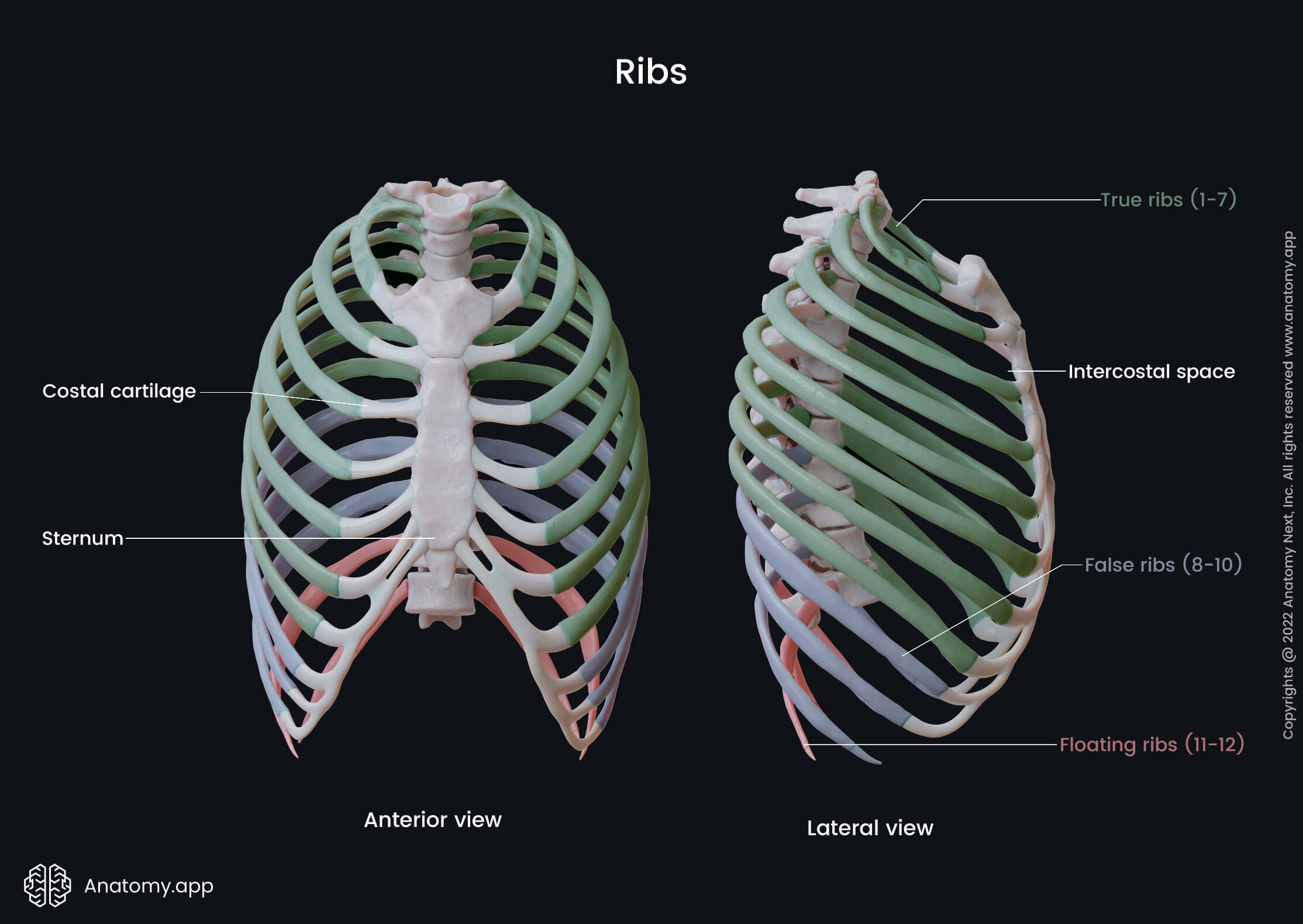 <p>8-10</p><p><span>join the costal cartilages of upper ribs and attach indirectly by interchondral joints</span></p>
