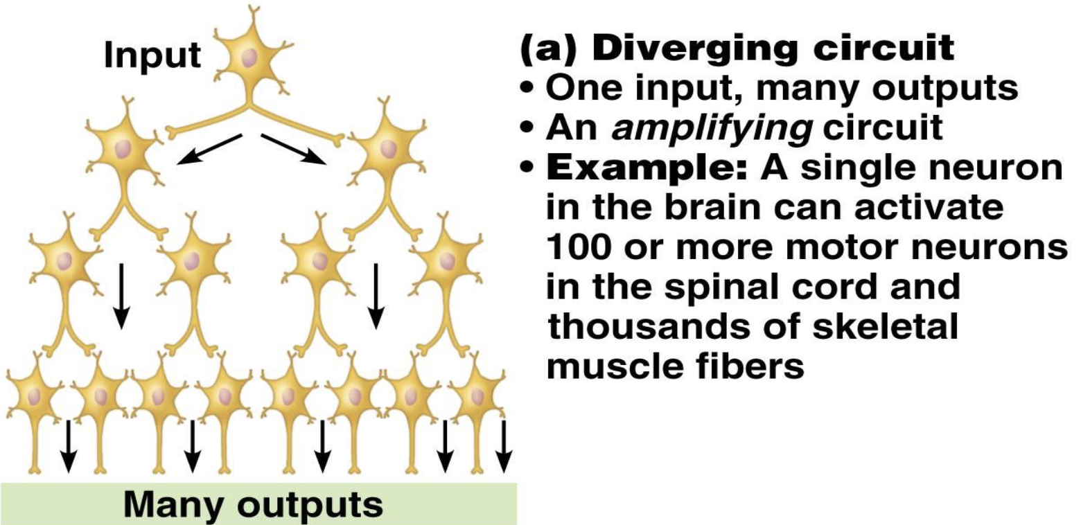 <p><strong>Neuronal Pools</strong></p><ul><li><p>What are neuronal pools?</p><ul><li><p>What is the function of a diverging circuit?</p></li></ul></li></ul><p></p>