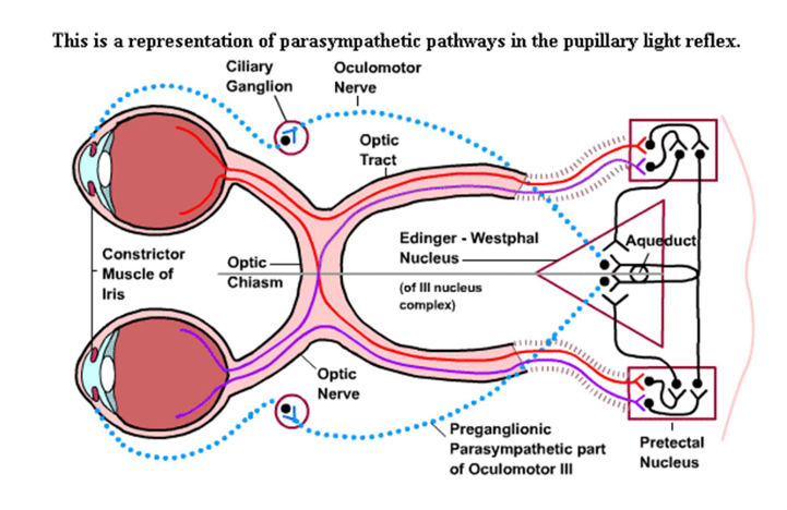 <p>light enters retina:</p><ul><li><p><span style="color: green;">retina</span></p></li><li><p><span style="color: green;">retinal ganglion cells</span></p></li><li><p><span style="color: green;">optic nerve (CN II)</span></p></li><li><p><span style="color: green;">optic chiasm (decussation)</span></p></li><li><p><span style="color: green;">optic tract</span></p></li><li><p><span style="color: red;"><strong>pretectal nucleus (midbrain)</strong></span></p></li></ul><p></p><ul><li><p>this tells the brain: light has entered this eye</p></li></ul><p></p>