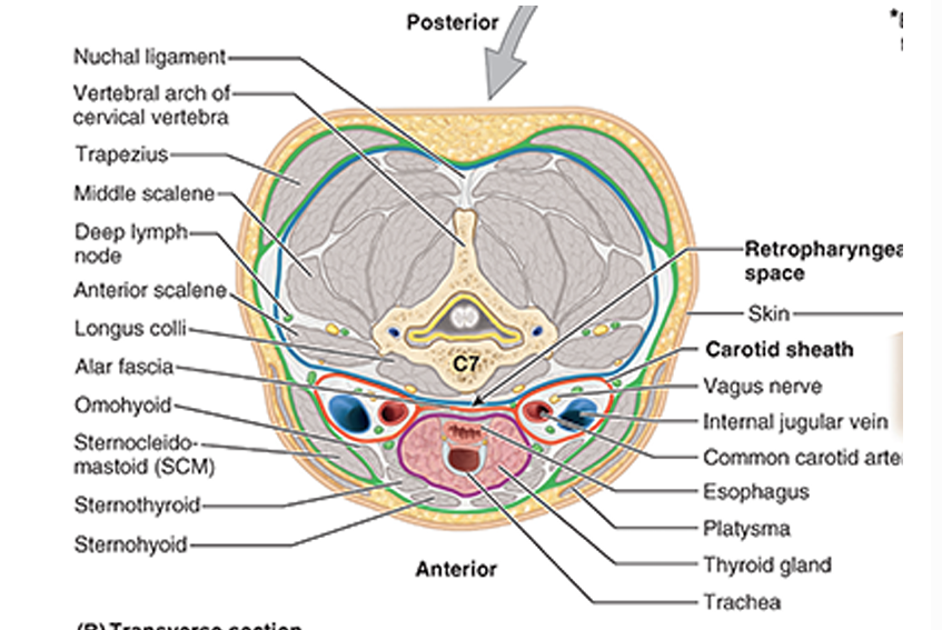 <ol><li><p>endocrine layer = thyroid &amp; parathyroid glands</p></li><li><p>respiratory layer = larynx &amp; trachea</p></li><li><p>alimentary layer = pharynx &amp; esophagus</p></li></ol><p></p>