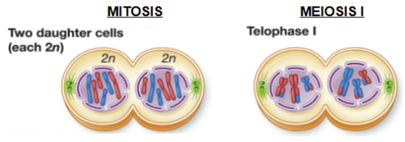 <ol><li><p>same process for both</p></li><li><p>but, meiosis I results in cells containing <strong><u>half the number of chromosomes</u></strong> as the parent cell (one copy of each homologous pair) and those chromosomes are replicated </p></li></ol><p></p>