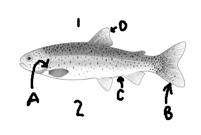 <p>Which side is the dorsal side? </p>