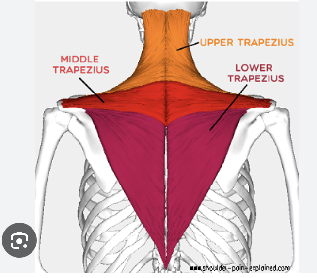 <p>Trapezius (upper, middle, lower)</p>