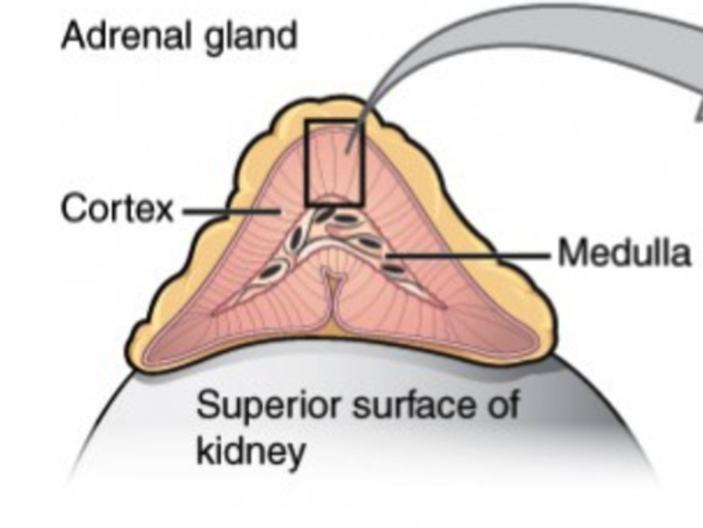 <p>adrenal cortex</p><p>(Note: examples of steroid hormones)</p>