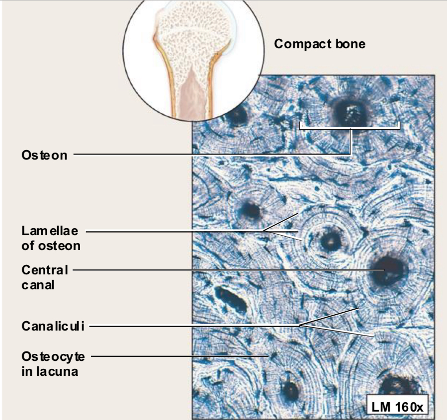 <p>Bone (Connective Tissue Structure)</p>