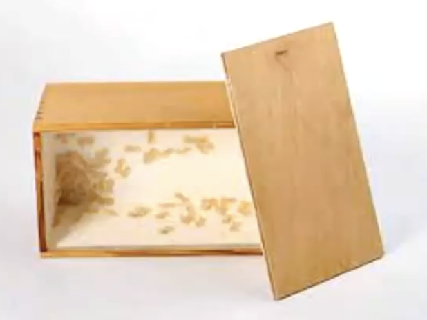<p>Meret Oppenheim — Kasten mit Tierchen (Cabinet with Small Animals)</p>
