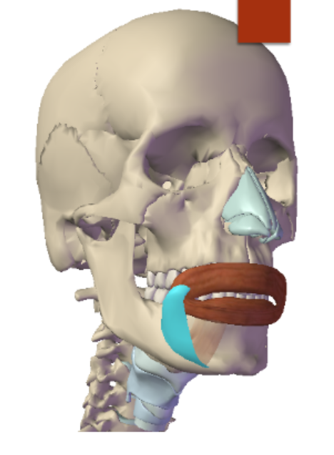 <p>Depressor Anguli Oris: Origin </p>