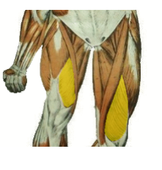 <p>What is the highlighted muscle? what is its innervation? </p>