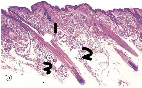 <p>Identify the Structure</p>