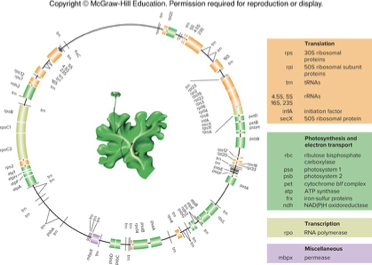 <ul><li><p>more than one copy in each chloroplast</p></li><li><p>compact gene arrangement (do have introns)</p></li><li><p>circular, linear, and branched forms</p></li><li><p>have more genes than mitochondria</p></li></ul><p></p>