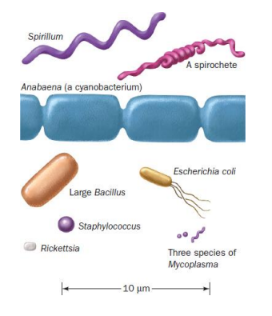 <p>Give examples of prokaryote shapes shown in the scale drawing</p>