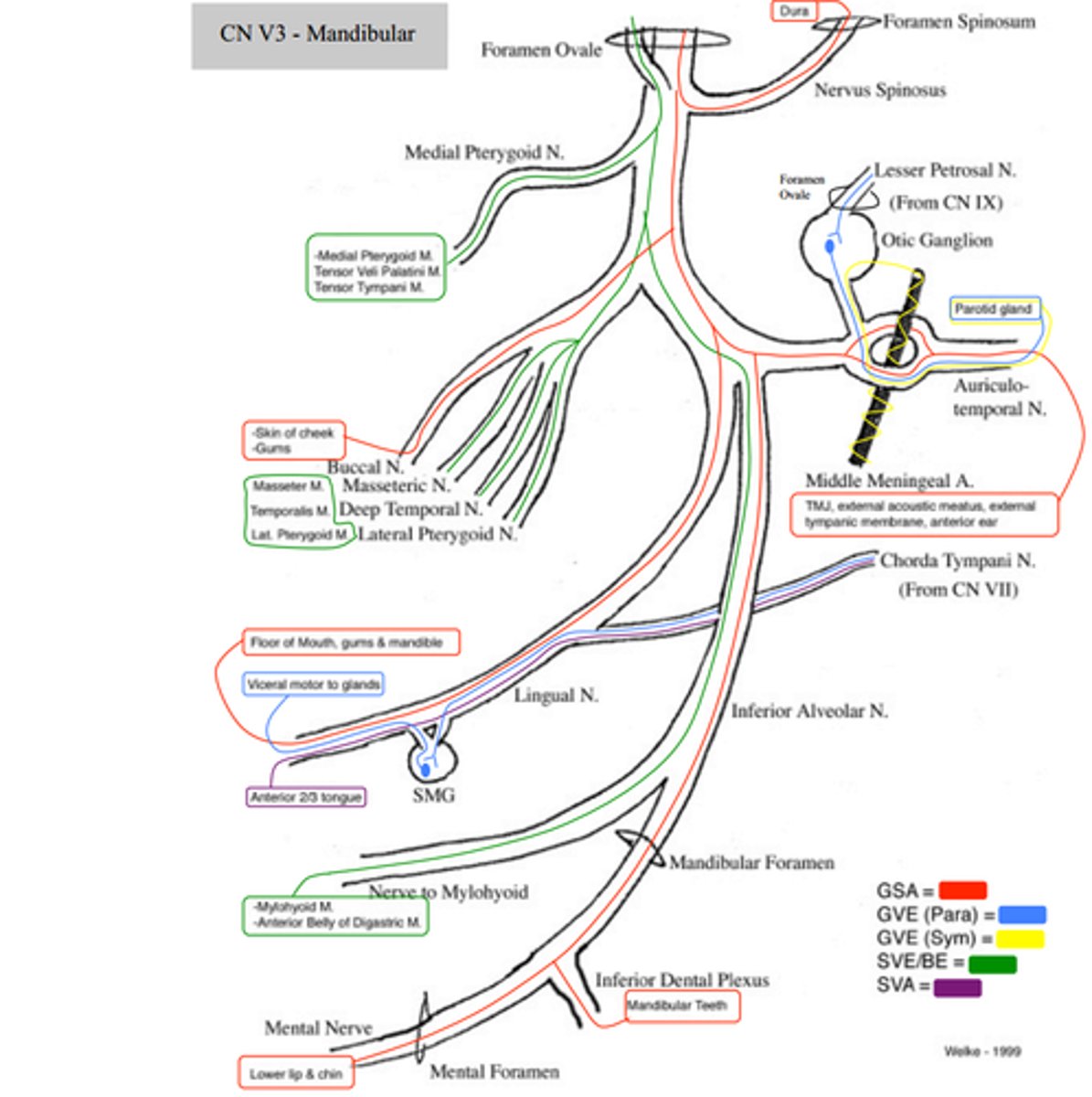<p>What is the course and type of the mandibular (CN V3) nerve?</p>