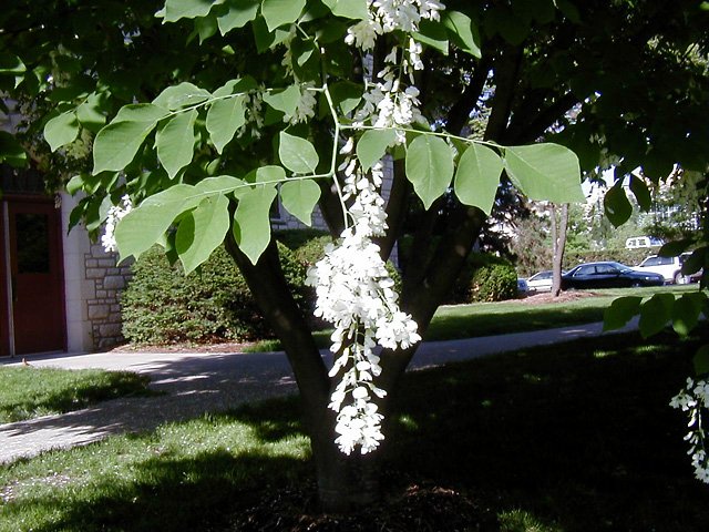 <p>common name</p>
