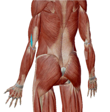 <p>what muscle is this</p>