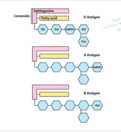 <p>How are sphingolipids often used in cells?</p>