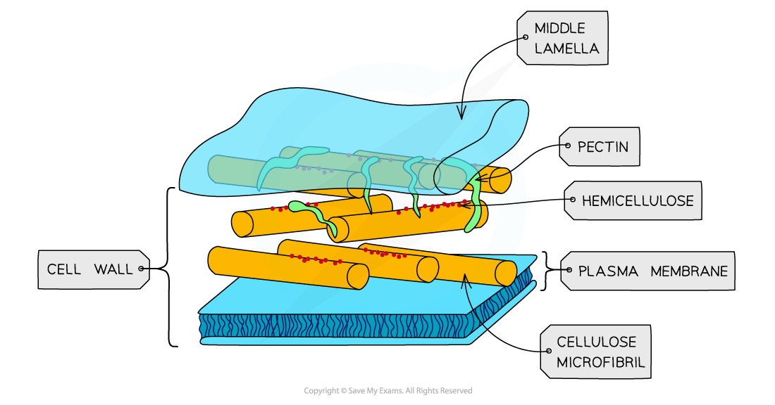 <p>What is the structure of a cell wall?</p>