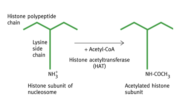 <p>Complexe protéique pouvant interagir avec le domaine d’activation des facteurs de transcription</p><p>L’histone acyltransférase en est une. </p>