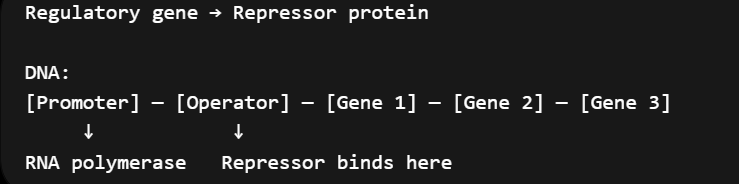 <p>promoter</p><ul><li><p>DNA sequence where <strong>RNA polymerase binds and starts transcription</strong></p></li></ul><p>operator</p><ul><li><p>controls transcription</p></li><li><p>regulatory proteins/repressors bind here</p></li></ul><p>structural genes</p><ul><li><p>code for proteins</p></li></ul><p>regulatory gene</p><ul><li><p>codes for regulatory protein</p></li></ul><p>repressor</p><ul><li><p>binds to operator, blocks rna polymerase, and turns genes off</p></li></ul><p>activator</p><ul><li><p>helps polymerase bind to promoter, increasing transcription</p></li></ul><p>inducer</p><ul><li><p>inactivates repressor</p></li></ul><p>corepressor</p><ul><li><p>activates repressor</p></li></ul><p></p>