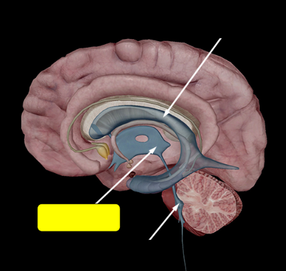 <p>Name the structure</p>