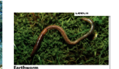 <p>What animal phylum does the following belong to? Include the type of body symmetry and</p><p>the number of tissues layers exhibited</p>