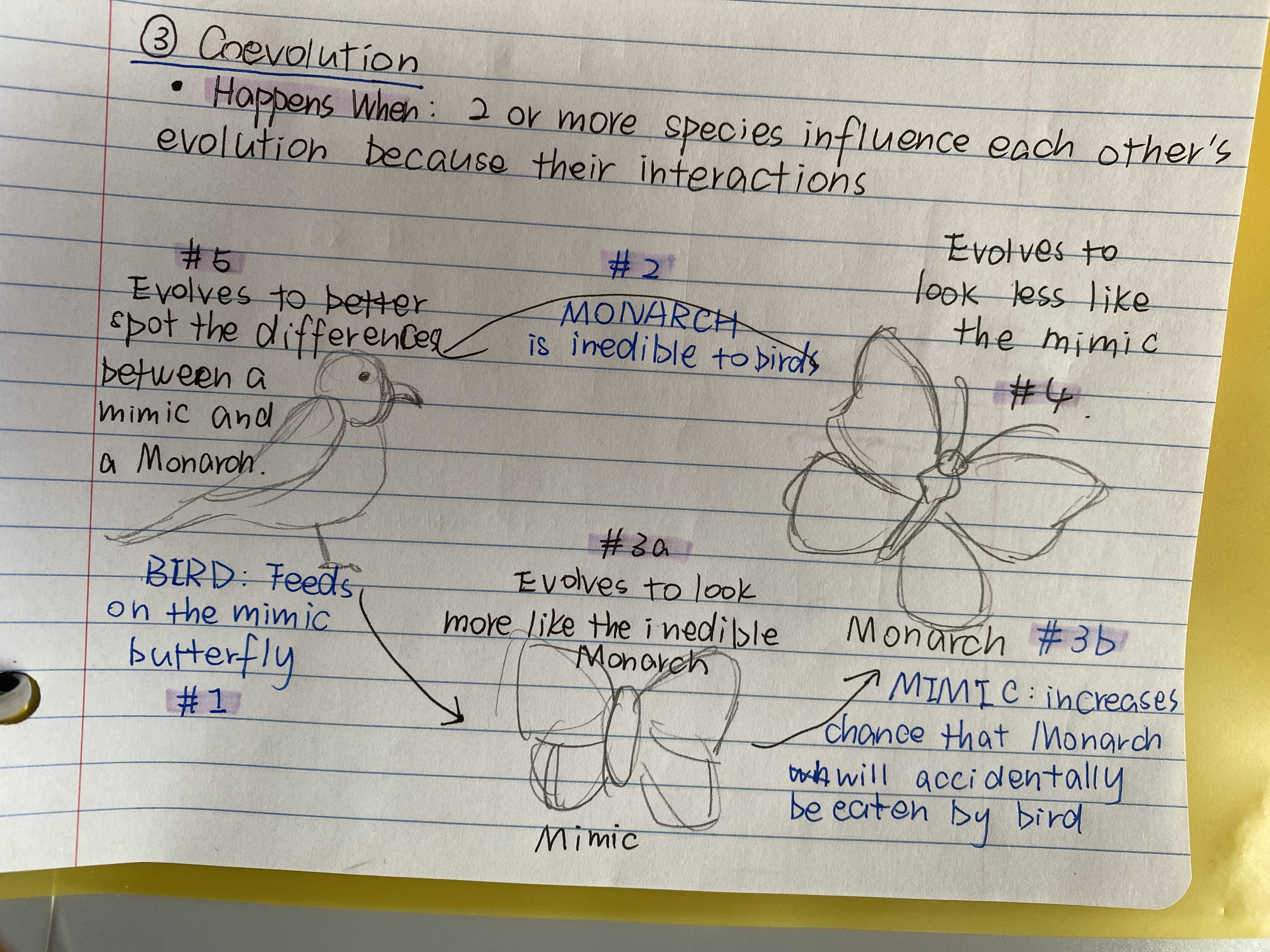 <p>The plant involves chemical defense against the insects and the insect evolves ways to resist the plant’s defense, and the race goes on</p>
