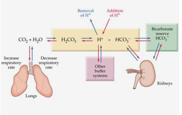 <ul><li><p>The lungs control the <span style="color: red;">"acid" </span>by <span style="color: red;">regulating carbon dioxide</span>. </p></li><li><p>If arterial pCO2 increases, the alveoli work harder to excrete more CO2. </p></li><li><p><span style="color: red;">Hyperventilation</span> →gets rid of CO2→ (decreasing arterial pCO2)→ causing a <span style="color: red;">respiratory alkalosis</span></p></li><li><p><span style="color: red;"> Hypoventilation</span>→ holds onto CO2 (increasing arterial pCO2)→ causing a <span style="color: red;">respiratory acidosis</span></p></li></ul><p></p>