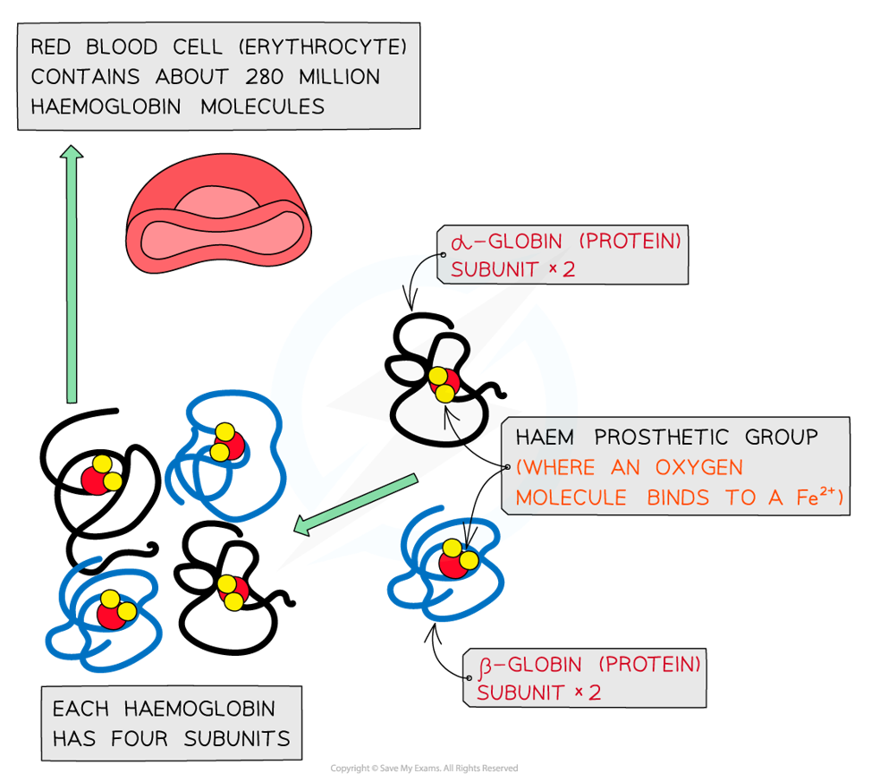 <p>Globular & water-soluble protein:</p><ul><li><p>quaternary structure (ionic & hydrogen bonds & disulphide bridges between R groups)</p></li><li><p>four polypeptide chains (2 alpha & 2 beta), each carrying a prosthetic haem group containing an Fe<sup>2+</sup> ion</p></li></ul><p></p>