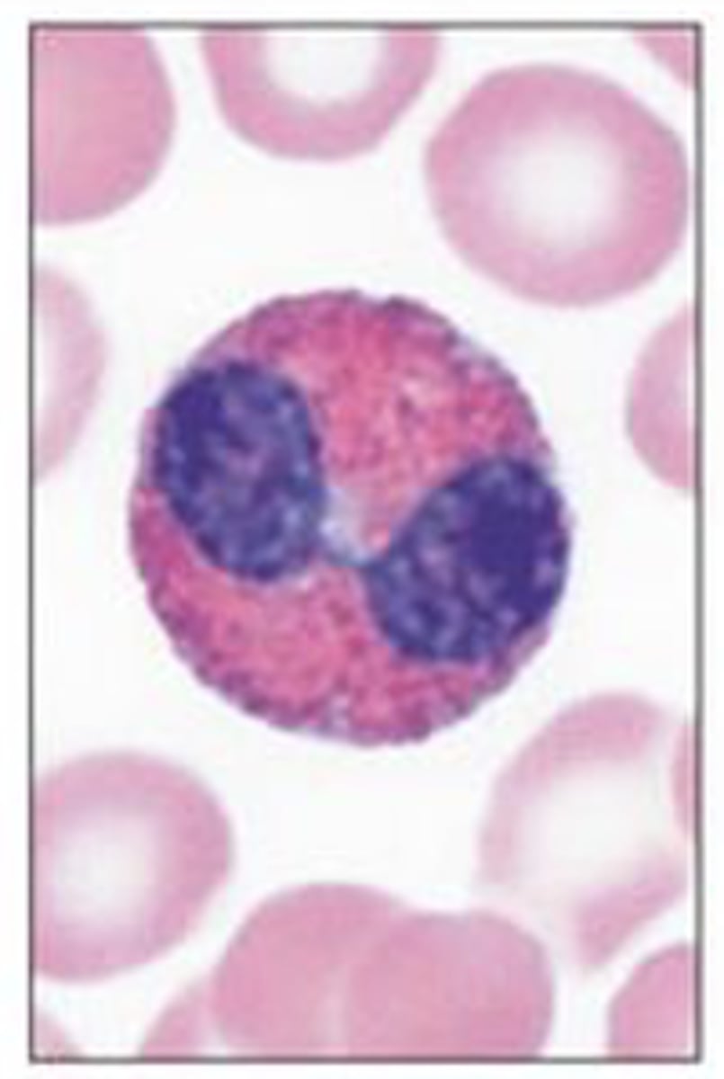 <p>Identify the blood formed element</p>