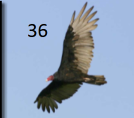 <p>dihedral wings; charcoal underneath; silver flight feathers; dark tail</p>