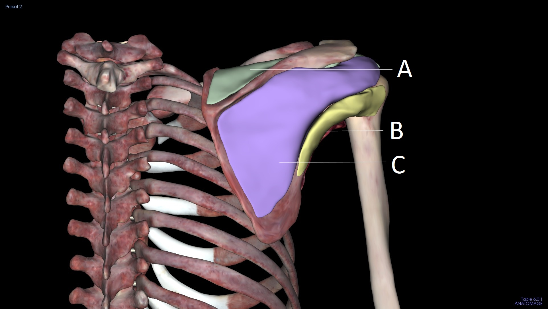 <p>A</p>