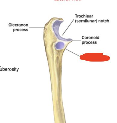<p>little indented opposite styloid process</p>