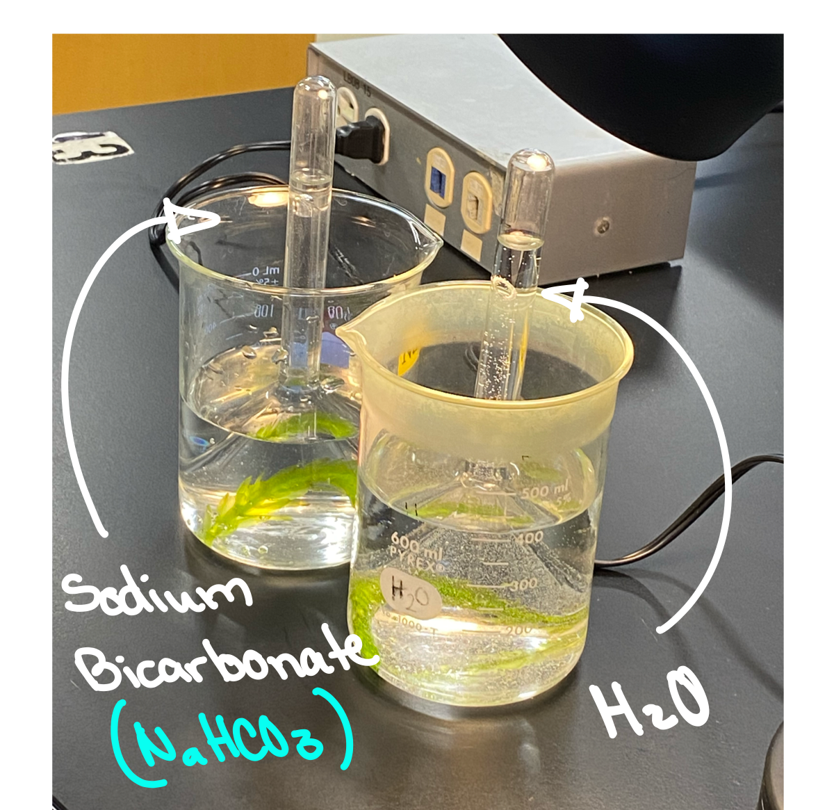 <p>What does Sodium Bicarbonate Supply </p>