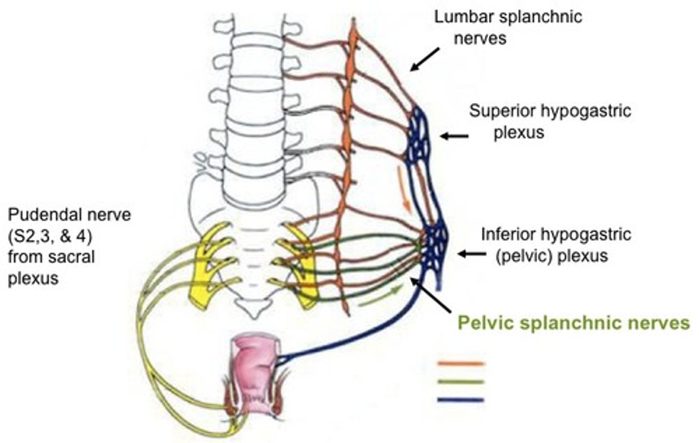 <p>where do the lumbar splanchnic nerves (L1-L3) orginates from?</p>