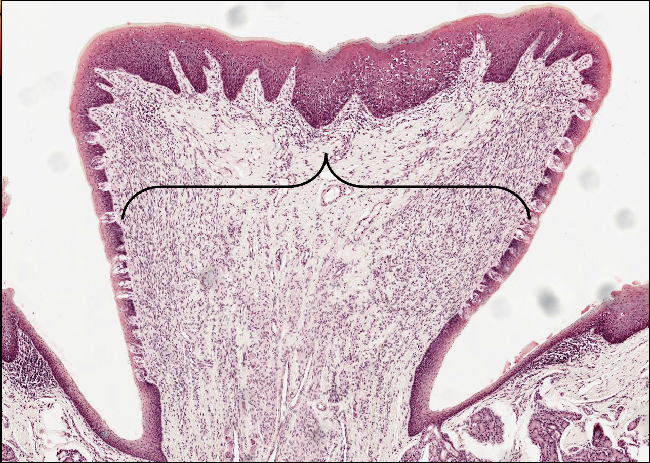 <p>What structure is this?</p>