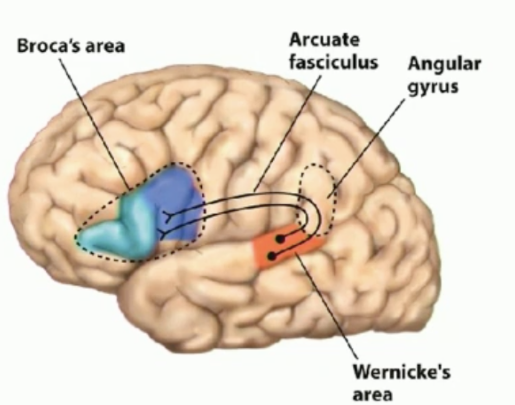 <p>in the superior temporal lobe, near where the auditory stuff is</p>